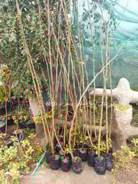 مجموعة حمضيات • توصيل كربلاء