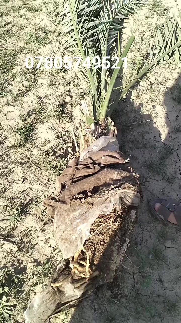 البرحي المجذر ابو جبتر


**إذا كنت صاحب هذا الإعلان وتريد حذفه لأي سبب، رجاءا أرسل رسالة إلى الدعم الفني**