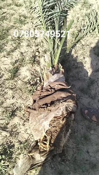 البرحي • المجذر • ابو جبتر