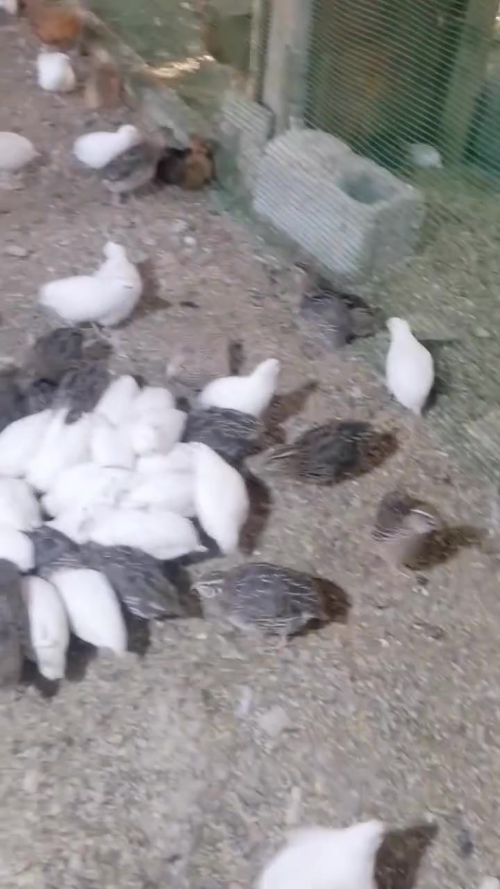 سمان للبيع زوج ب٥  مكاني هيت المعمورة


**إذا كنت صاحب هذا الإعلان وتريد حذفه لأي سبب، رجاءا أرسل رسالة إلى الدعم الفني**