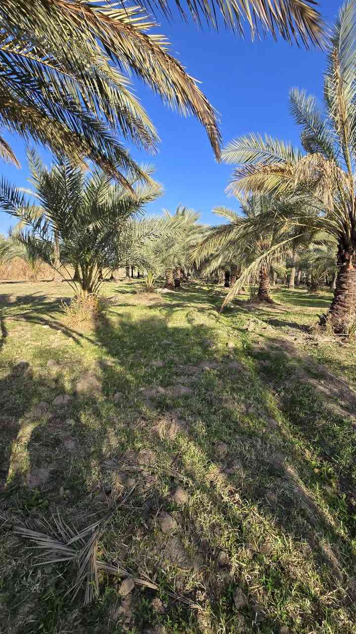 تريد بستان وبسعر مناسب تعال يمي اليوم 🍀🍀

 جبنالكم عرض مميز  وبسعر مناسب جدا🌴

واحلى مايكون بهذا العرض هوه المنطقة والجيران الطيبة والهدوء 🌴🌴🌴🌴🌴🌴🌴🍁🍁🍁

#للبيع ٦ دوانم مع دور عدد اثنين  طابو سند ٢٥ مثبتة حددوها ومسيجة بالكامل 🏵🏵🏵

واجه ١٠٠ متر 🍁🍁
نزال ١٥٠ متر🍁🍁

   تتوفر كافة الخدمات فيها🏕🏕

  كهرباء وماء اساله وتبليط 💐💐

   يتوفر فيها بئر سقي للبستان والأرض مخدومة بالكامل🌍🌍

 مزروعة انواع الاشجار والحمضيات والفواكة والنخيل بأنواعها 💐💐

باقي التفاصيل موضحه في مقطع فيديو والصور 🌴

 
الموقع  بابل قضاء المحاويل قرية البوعلوان  قرب بيت ابو الطياره وتبعد عن شارع حله بغداد ٣٠٠ متر تقريباً 🌍🌍🌍

🌿🌿🌿🌿🌿🌿🌿🌿🌿🌿🌿🌿🌿
#للإستفسار اكثر او معرفة السعر يرجى مراسلتنا او  الاتصال على الارقام التاليه او زياره #مكتب #عقارات #اراضي #المحاويل الكائن في قضاء المحاويل حي ١٧ قرب #مقهى الصياد القديم 
*********** / *********** حسين أبو شمس
