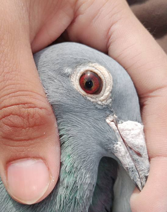 السلام عليكم تك طيرة 2024 طيرة فووول الفول من كلشي من عصب وجسم وصحة وجمالية والياخذهة ماخسران الله شاهد وبلحقيقة هواي احلا مكاني بغداد قرب مدينة الصدر ماعندي لاتوصيل ولاحجزززز
سعرهة ب25 والشراي يراسلني خاص ويدلل


**إذا كنت صاحب هذا الإعلان وتريد حذفه لأي سبب، رجاءا أرسل رسالة إلى الدعم الفني**