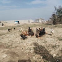 ٧ دجاجات • ديك