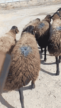 السلام عليكم متاح نعاج عدد ٧ حطط مكاني بغداد التاجي الي يريدهن يتصل ويدلل
***********
***********
