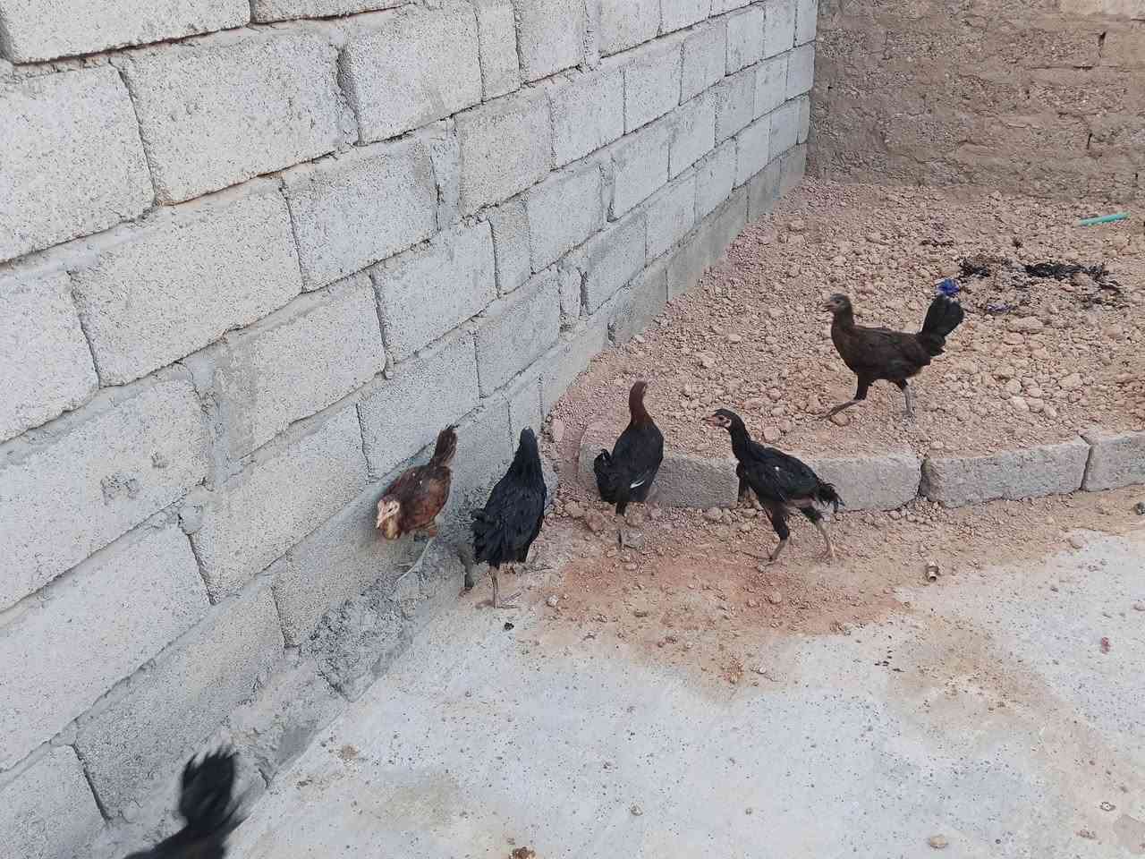 6فراريج للببع زوج 15
***********
