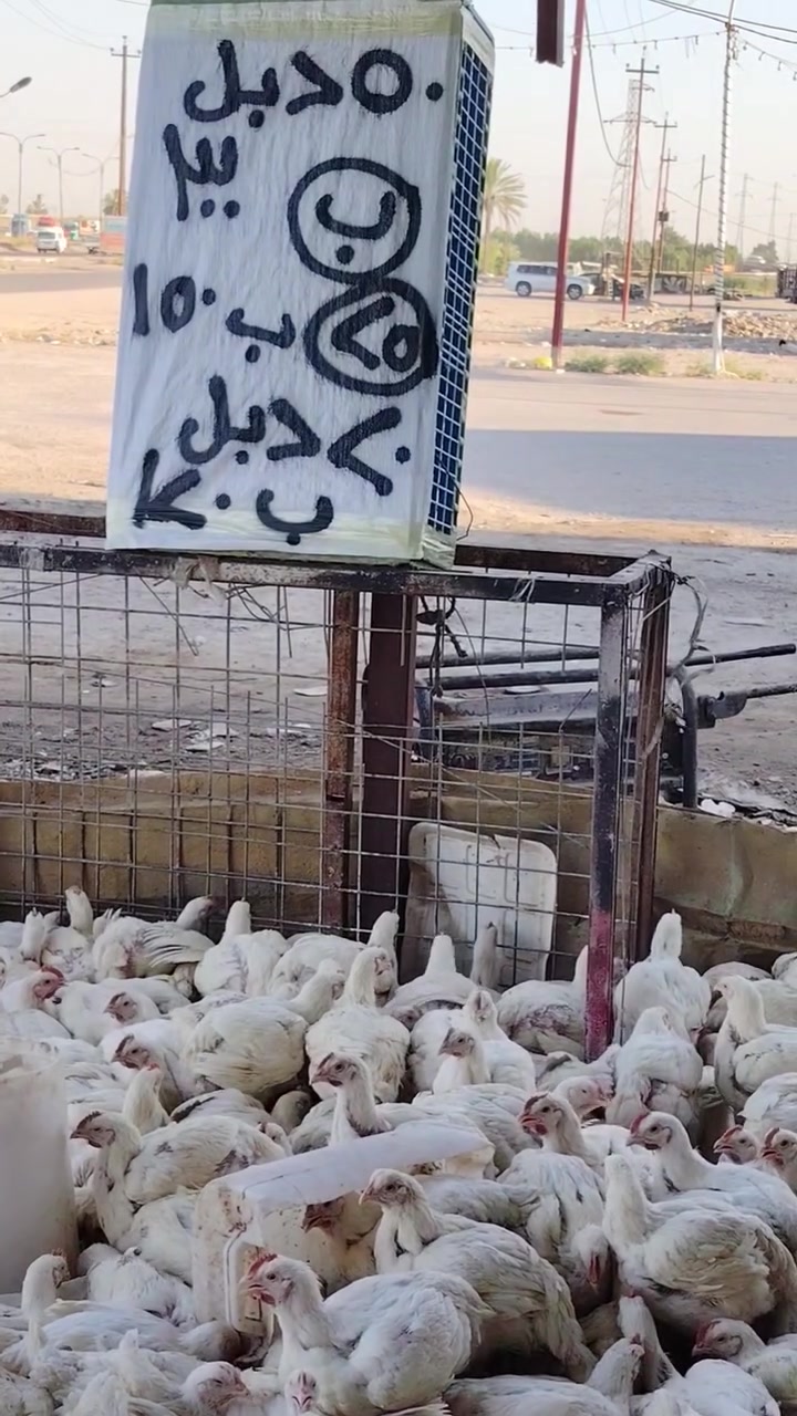 علوة دجاج علاء الله ماصلي علا محمد والي محمد


**إذا كنت صاحب هذا الإعلان وتريد حذفه لأي سبب، رجاءا أرسل رسالة إلى الدعم الفني**