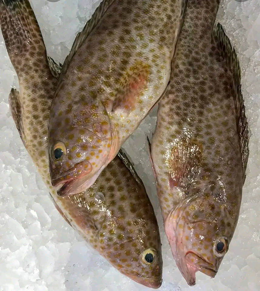 🌙✨ فطور رمضان بطعم غير ويانا ✨🌙
سمج طازج يومياً 🐟
نظافة وترتيب وطعم يخلي السفرة تلمع ✨🔥
إذا تريد فطور خفيف، صحي، ومشبع بنفس الوقت
اختاروا السمج وخلو لمّتكم أحلى بهالشهر الفضيل 🤍
للطلب والاستفسار يرجى التواصل معنا على الارقام التالية

نوصل طلبكم لباب المنزل 🛵

***********
***********
📍عنوان مطعمنا ـ بغداد ـ السيدية ـ الضباط بعد جامع الأقصى
رمضان كريم وكل عام وانتو بألف خير
