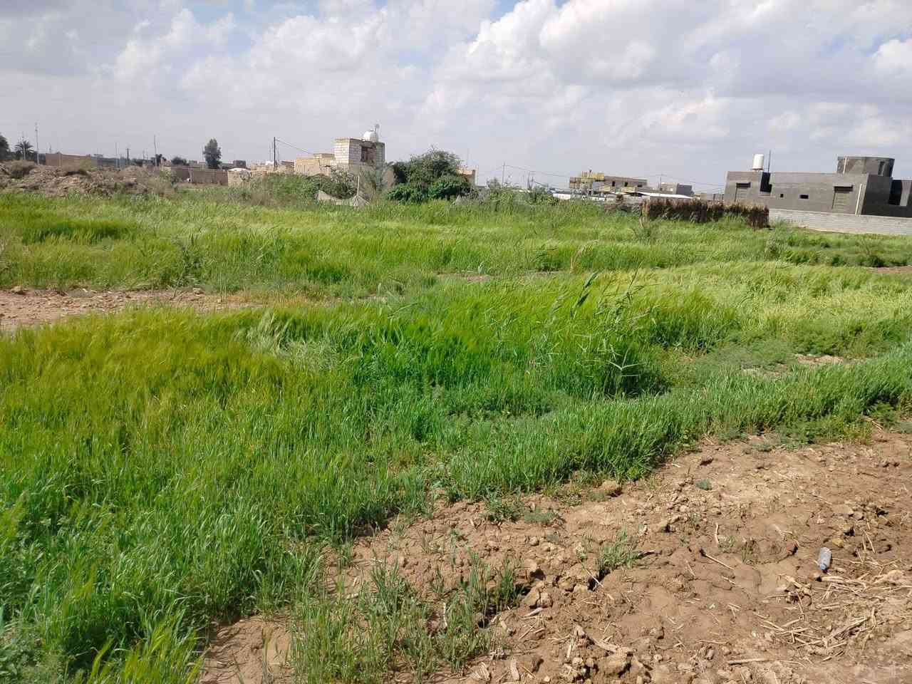 للراغبين بالاستثمار الزراعي المميز أو بناء استراحة ريفية على ضفاف الماء، نعرض لكم أرضاً بمواصفات استثنائية:
📍 الموقع: محافظة ذي قار - قضاء الغراف - قرية آل كيطان.
🌊تقع مباشرة على شط الغراف (تبعد عن الشارع العام 40 متر فقط).
📏 المساحة: 4200متر مربع.
✨ تفاصيل الأرض والخدمات:
ثروة زراعية: تضم 25 فسيلة نخل من أفخر الأنواع (برحي، شويثي أصفر وأحمر، كنطار، وأصبع العروس).
منظومة ري كاملة: غطاس ماء (انجين) مع هوز بطول 100 متر ممتد على طول الأرض.
وفرة المياه: سقي مباشر ومضمون من الشط.
سهولة الوصول: موقع قريب جداً من الخدمات والشارع العام.
💰 السعر المطلوب: 110 مليون (وقابل للتفاوض مع المشتري الجاد).
📱 للتواصل والاستفسار:
***********
