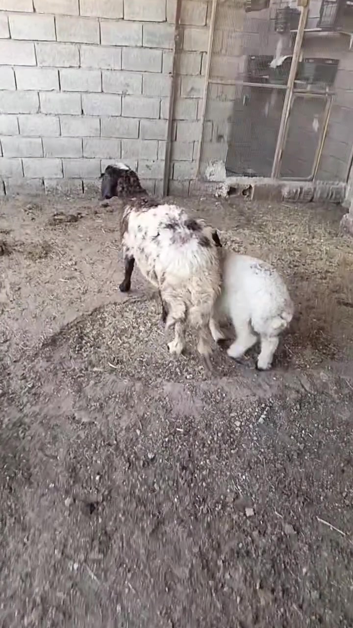 السلام عليكم نعجه مطفل اول بطن مال جنيه عله كل عيب للبيع ***********
