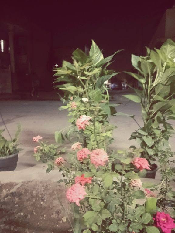 مساء الخير حبايب اليوم وصلنه زرع جديد اواكو ظلي أيضا أو اسعار مناسبه العنوان حي العامل محله ٨٠٧ بقرب من متوسطه التماظر بقرب من أسواق ابو الهيل كل الهلا فيكم


**إذا كنت صاحب هذا الإعلان وتريد حذفه لأي سبب، رجاءا أرسل رسالة إلى الدعم الفني**