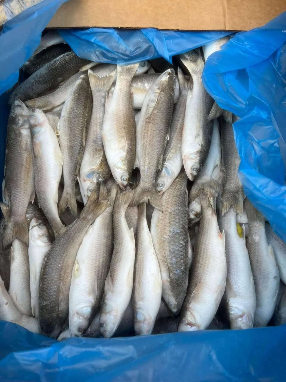 عرض خااص
سمك بياح البصره يابه سمج يخبل مال بصره 
سعر الكيلو 3500


**إذا كنت صاحب هذا الإعلان وتريد حذفه لأي سبب، رجاءا أرسل رسالة إلى الدعم الفني**