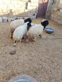 طلي فحل1وفطايم نثايات 3 شلع (880)قفل توصيل مجاني ٠٧٨٤٧٧٥٨٨١٦ واتساب في...