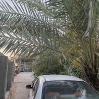 علوة الفحل • حديقة ٣٠٠م • بيت ٢٠٠م