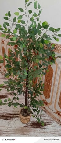 طول ١٥٠سم • ديكور حديقة