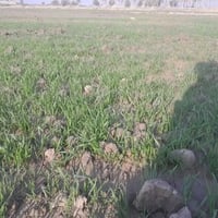 شاطي الجواسم • ٣٫٥دونم • حقل دواجن