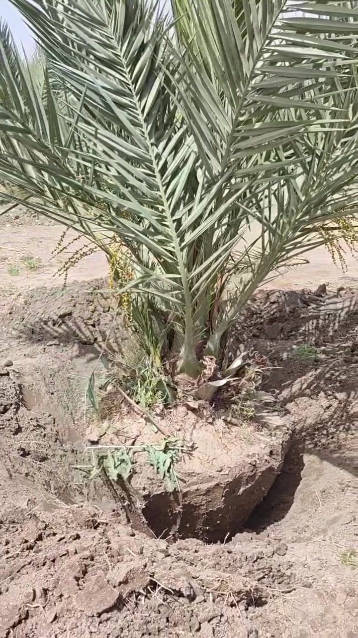 السلام عليكم
#يتوفر مجهول نسيجي امايات للبيع 
العنوان : كربلاء المقدسة — قضاء الحر — منطقة الجماليه 
للاستفسار اتصل :***********
