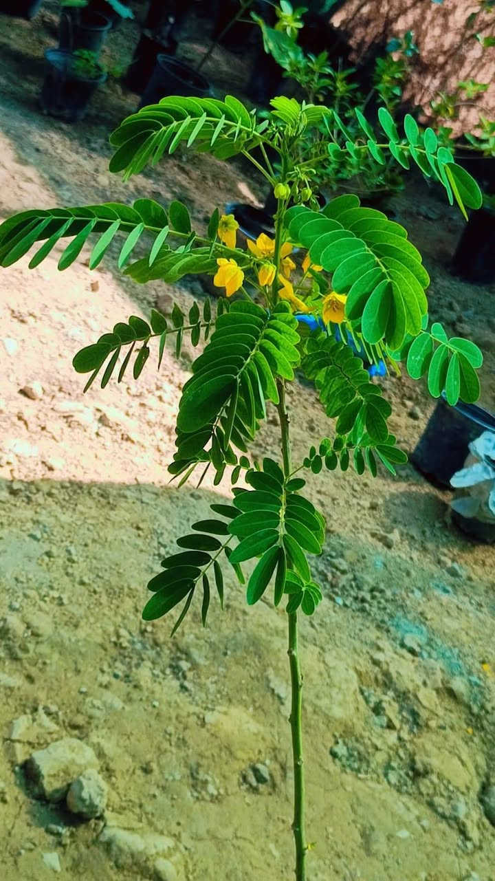 السلام عليكم ثيل موجود المتر مربع سعره 3 اكاسيه 3 ورد الصباح الف


**إذا كنت صاحب هذا الإعلان وتريد حذفه لأي سبب، رجاءا أرسل رسالة إلى الدعم الفني**