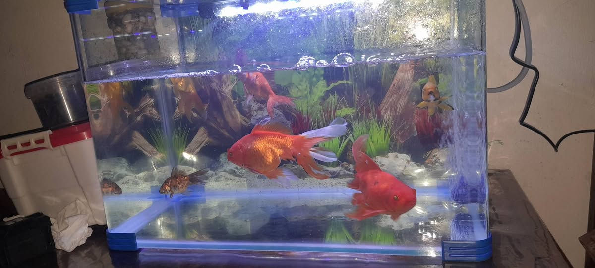 سلام عليكم
مكاني الكاظمية
حوض سمك للبيع عرض ٤٥ سم وارتفاع


**إذا كنت صاحب هذا الإعلان وتريد حذفه لأي سبب، رجاءا أرسل رسالة إلى الدعم الفني**