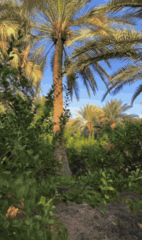 السلام عليكم 
ارض دونمين بستان
طابو ملك صرف 
بغداد المدائن قرب شارع سيد علي 
***********
