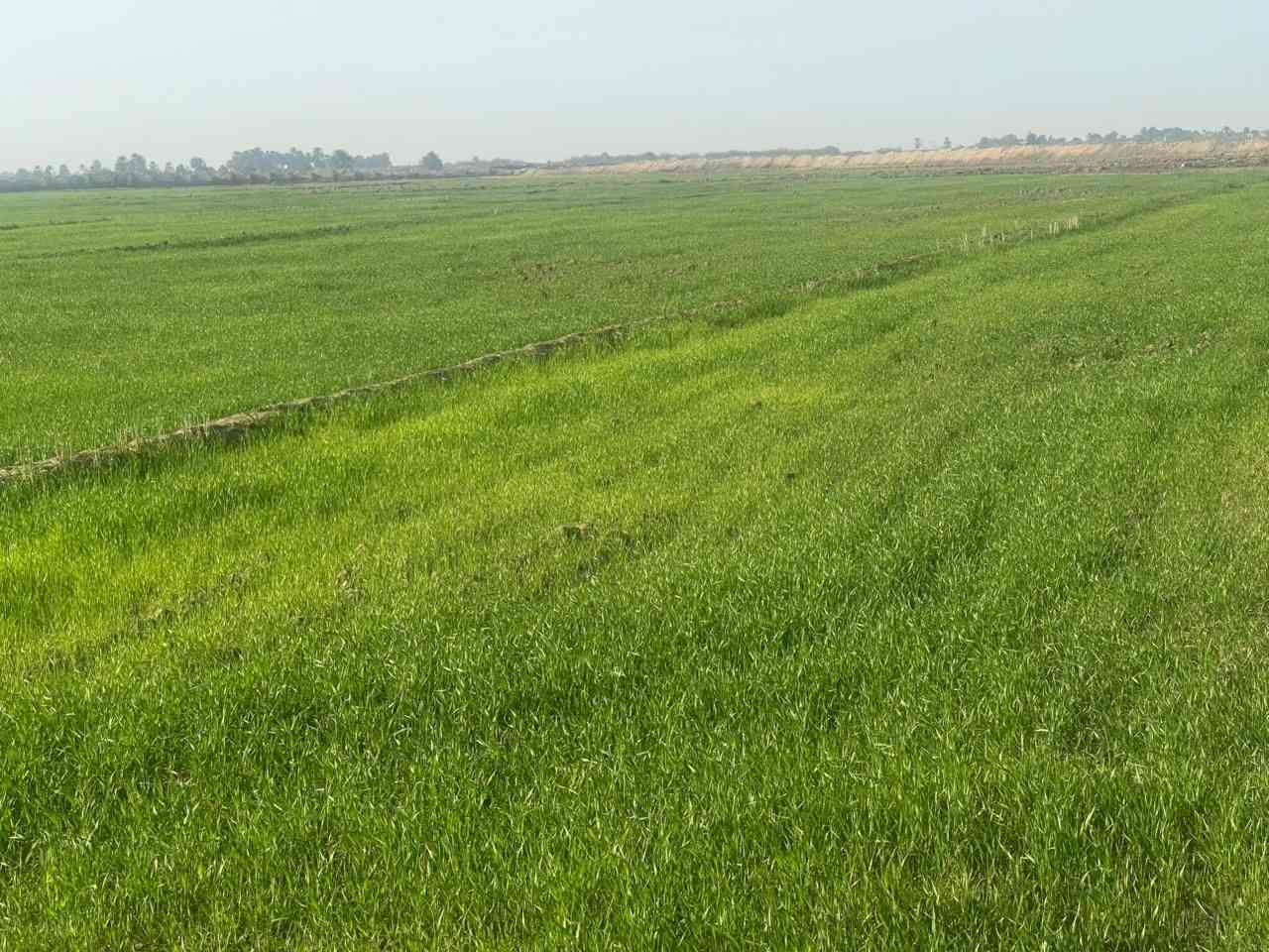 ارض زراعيه للبيع تفاصيل اتصال ع رقم هاتف ***********
