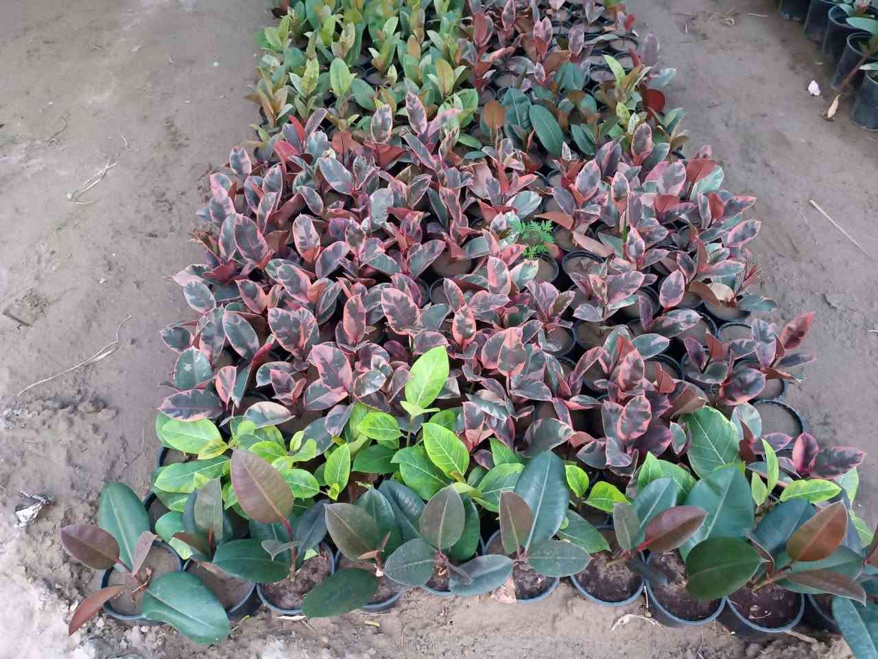 عرض خاص لأصحاب مشاتل الجملة 
يتوفر لدينا  مطاط مال تحويل  أنتاج عراقي 🇮🇶
✅️سعر 1250 ألف وربع  جملة فقط
للاستفسار اتصال على الرقم 
📞***********
📍العنوان // بغداد _ الكريعات 
#مشاتل #مطاط #زراعة #بغداد 
#مشتل_حجي_لؤي
