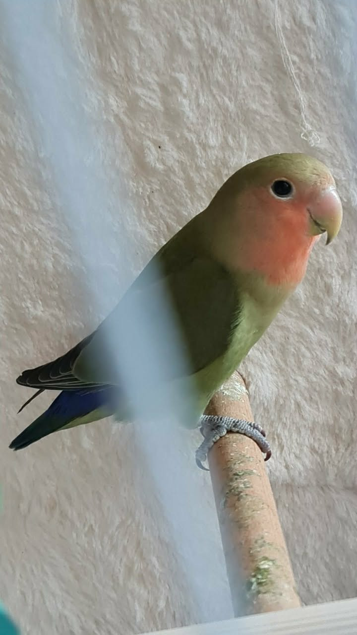 للبيع


**إذا كنت صاحب هذا الإعلان وتريد حذفه لأي سبب، رجاءا أرسل رسالة إلى الدعم الفني**