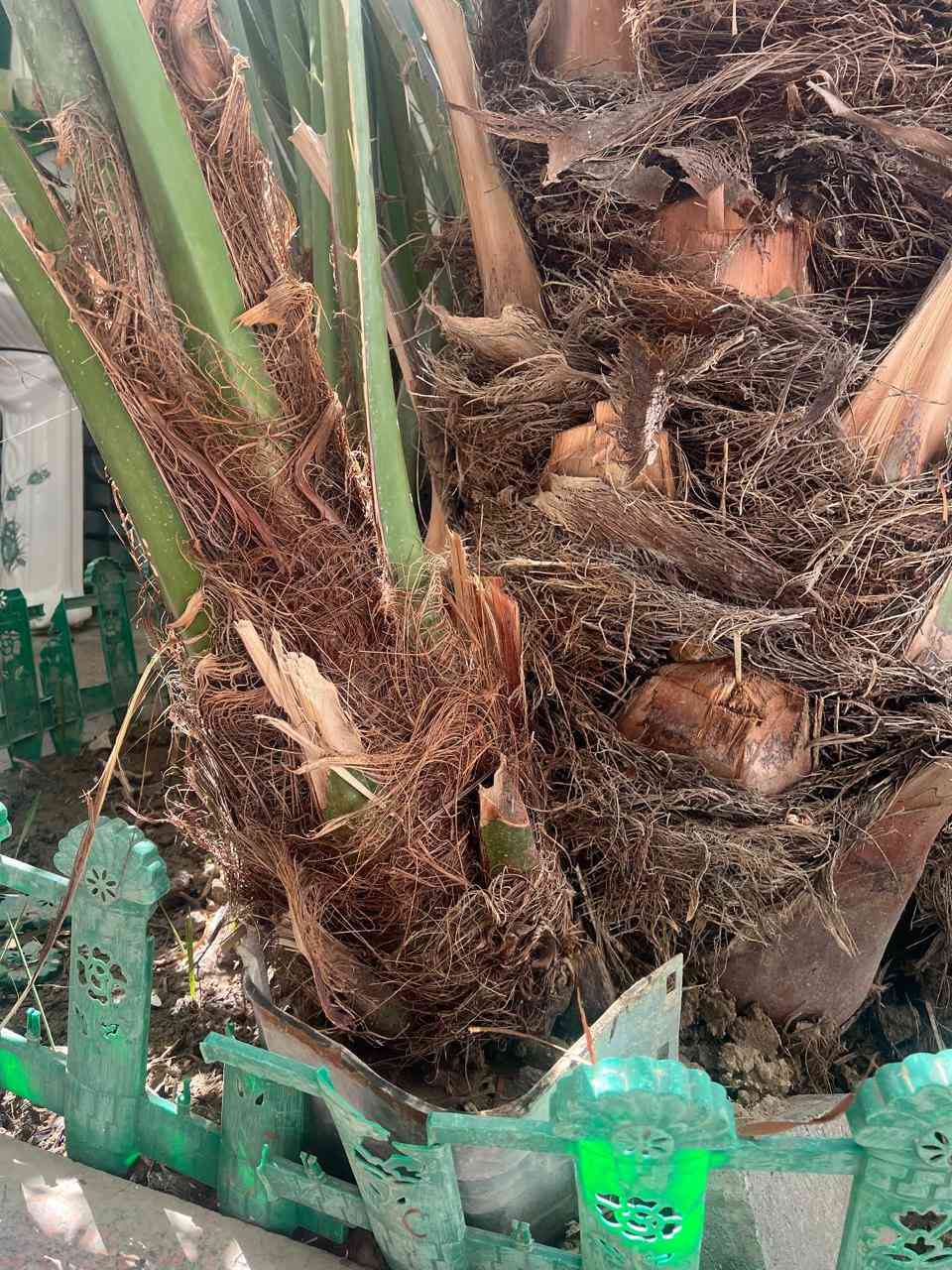 السلام عليكم…

فسائل برحي حر عدد اربعة  السعر حسب كبر الفسيلة وقلع الفسائل على المشتري العنوان البصرة القديمة

 الاتصال على الرقم ***********
