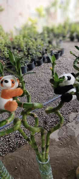 ♦🔥عـرض اليوم بـس يـم مـشـتـل دومـيـز 🩵 
🩵عصا موسى كبير ب2000🔥  عصا موسى صغير ب1500🔥الباندا ب3000 اخر كميه يا اتلحك يا ما اتلحك
شكراً لاختياركم #مشتل_دوميز
جـمـال حـديـقـتـك🖤 يـبـداء مـن مـشـتـل دومـيـز🌳
♦#....بيش يبيعون اني ارخص.منهم💪
♦ العرض مستمر لحين.انتهاء الكميه💥💥💥💥
          💞#مشتل_دوميز💞
♦موصل الايسر •حي الساهرون
♦🔥🖤━شارع_✘✘_المولدات━🩵🔥
       موصل الايسر #حي_الساهرون شارع المولدات
♦✧════•❁❀❁•════✧
للحجز والاستفسار واتساب فايبر
♦***********
✧════•❁❀❁•════✧
متوفر توصيل داخل #الموصل_الحبيبه🩵🫂
♦***********واتساب فقط

#مشتل_دوميز #نباتات_منزلية #نباتات_داخلية #تجهيزات_زرع #نباتات_الموصل #ديكور_نباتي #عشاق_النباتات #نباتات_ظل #نباتات_زينة #موصلنا_خضرا #نباتات_للبيت #تنسيق_نباتات #هدايا_خضراء #نباتات_وعناية #AL_MOSUL
