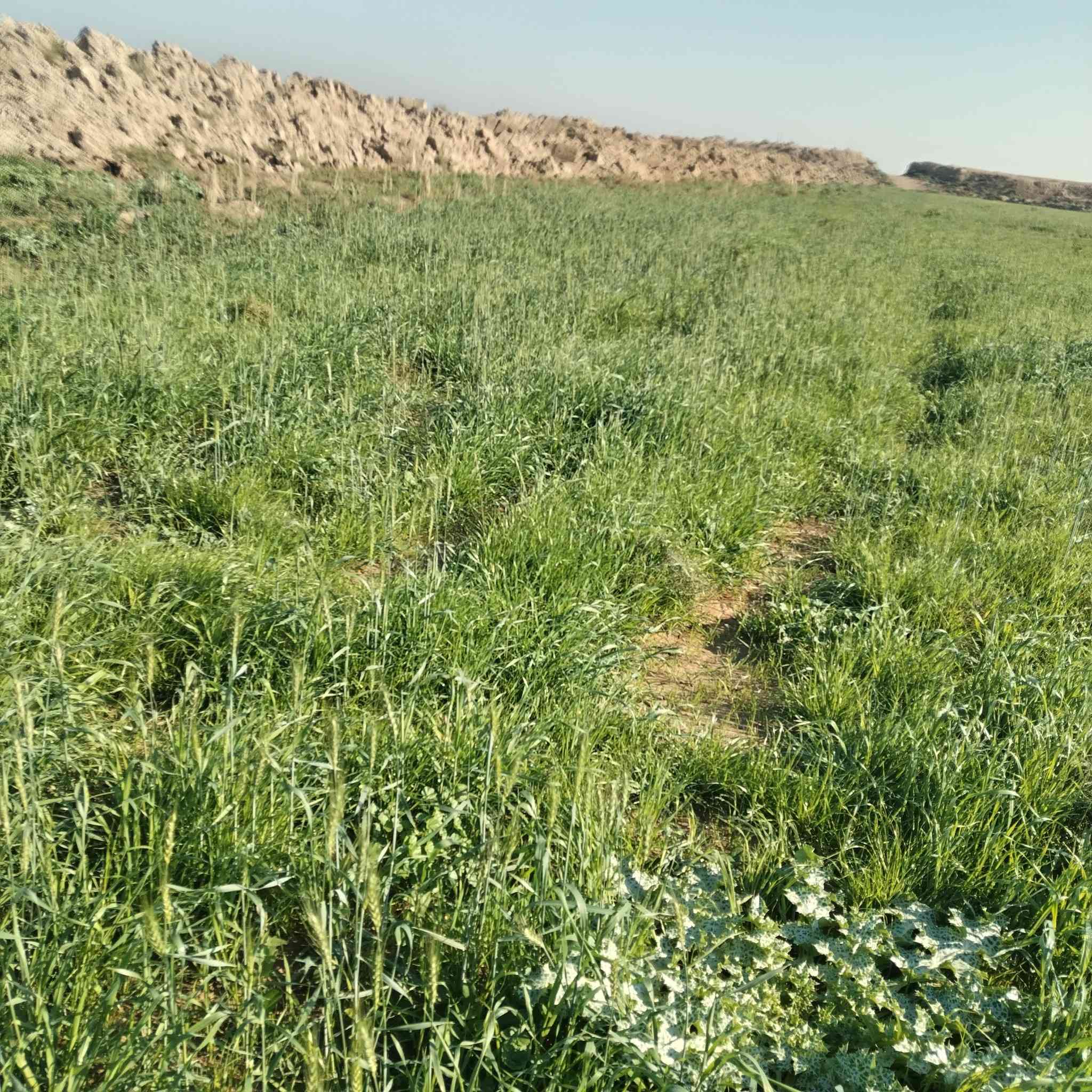 سفحه للبيع 45 دونم كله ضاربه نايمه
مكان  طريق سيد أحمد رفاعي  بصف بزل يم  بوريات الزيديه  ماي متوفر بيها
  للاتصال ***********
***********
