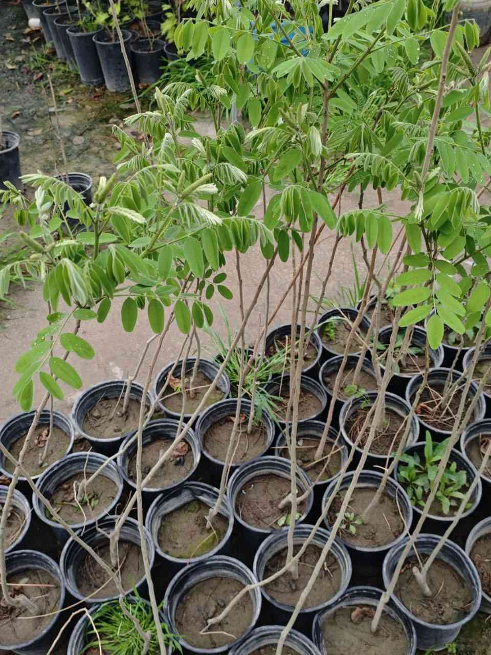 🌿 مشتل سلفينيا 🌿
توفرت شتلات اكاسيا بنفسجية (Amorpha fruticosa) 🟣🌿

 
📏 الارتفاع:متر وربع تقريبا 
💰 السعر: 10 آلاف
🚚 التوصيل: متوفر لجميع المحافظات 🌹

🌿 المواصفات:
شجيرة زينة مميزة بأزهار بنفسجية جذابة 🟣
تُعرف أيضاً باسم False Indigo
سريعة النمو وقابلة للتجديد بعد التقليم
تزهر لفترة طويلة (من آذار إلى أيار)
🌞 التحمل:
تتحمل الحرارة والبرودة (حتى تحت الصفر)
تتحمل الجفاف والملوحة نسبياً بعد السنة الأولى
قليلة الإصابة بالأمراض
مناسبة لوسط وجنوب وشمال العراق

🌱 الفوائد:
تجذب النحل والفراشات (ممتازة للنحالين) 🐝
تثبت التربة وتغذيها بالنايتروجين
تستخدم للزينة وتظليل الحدائق
لها استخدامات في الأصباغ وبعض التطبيقات الزراعية


**إذا كنت صاحب هذا الإعلان وتريد حذفه لأي سبب، رجاءا أرسل رسالة إلى الدعم الفني**