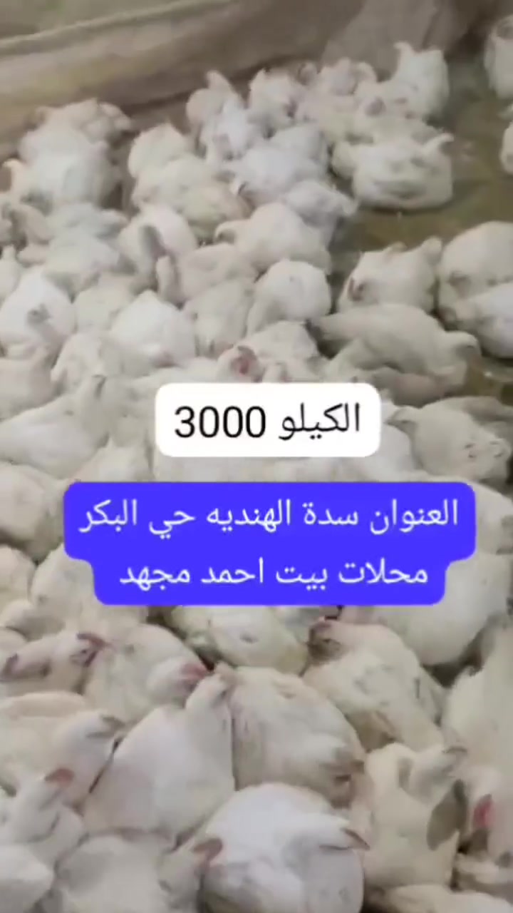 #تاريخ 27/6
اللهم صل على محمد وآل محمد ��سعر كيلو  الدجاج3000������ب3000�������
العنوان السدة حي البكر محلات بيت احمد مجهد ***********

 #يارب
