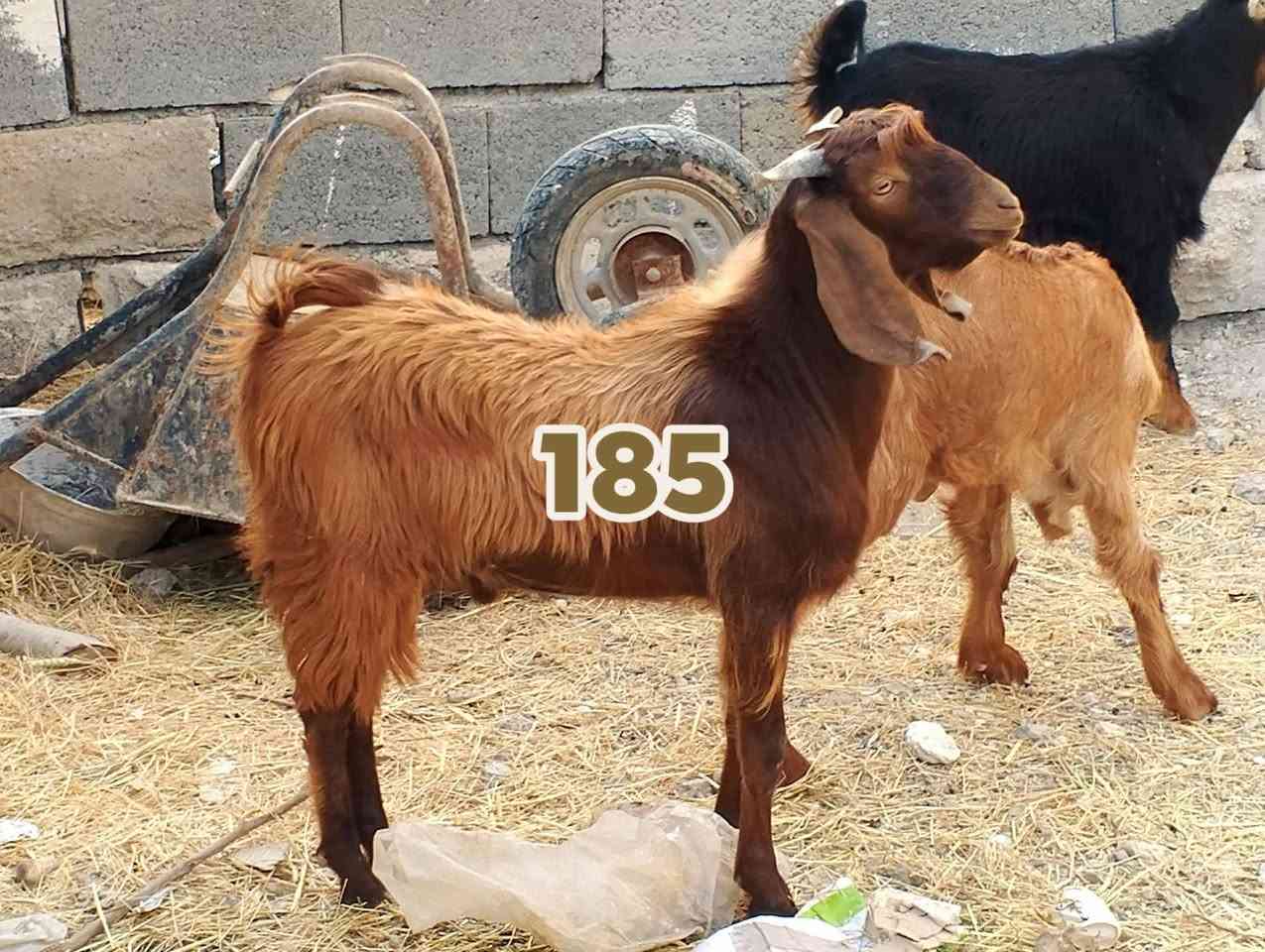 للبيع 3 فحل ***********
