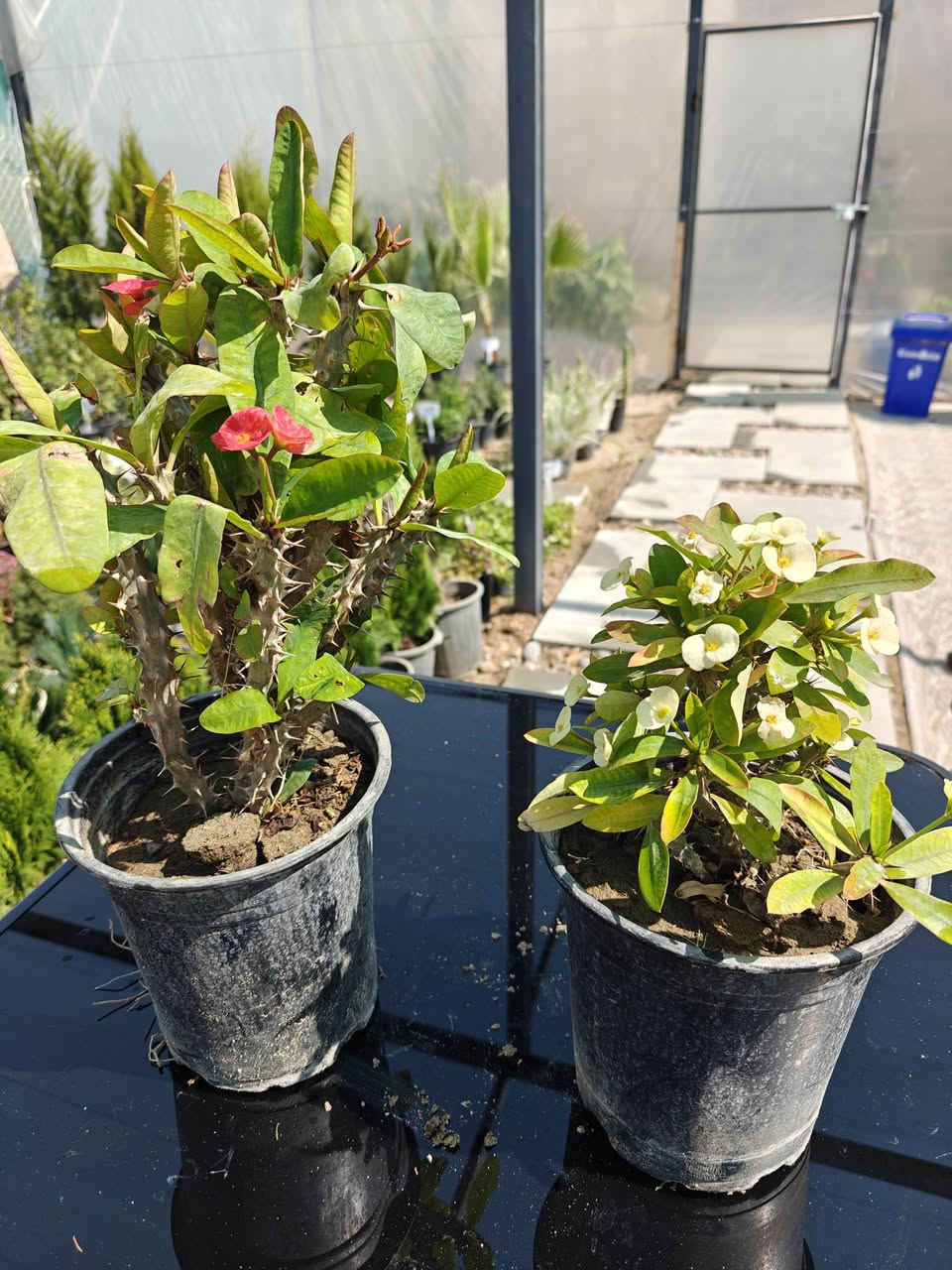 مجموعة من الزهور المميزة في مشتلنا🌸 

زورونا في فروعنا 
📍الفلوجة - شارع 40 - مقابل سنتر ملامح
  الفلوجة - السوق العصري 
✔️ خدمة توصيل إلى كافة المحافظات 🚚
***********

#نباتات #نباتات_منزلية #نباتات_طبيعيه #نباتات_ظل⁩
