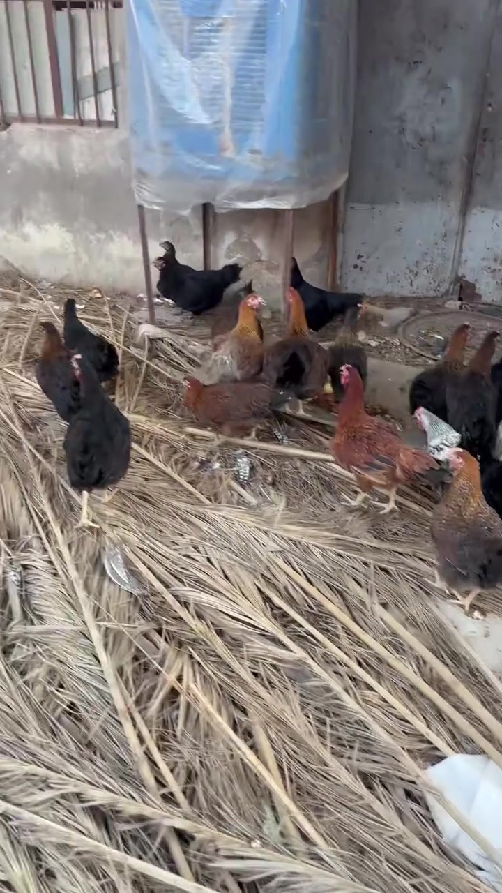 السلام عليكم دجاج عرب العدد ٣٠وحده سعر زوج شلع ٢٥الشراي يتصل ***********

