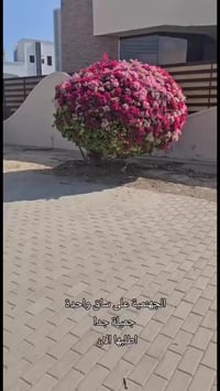 طوبة جهنمية • ديكور