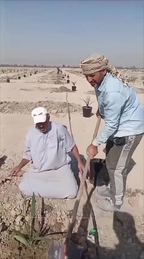 من قلب بغداد الحبيبة، أضفنا محطة نجاح جديدة إلى سجلنا، حيث جُهزت إحدى المزارع بفسائل البرحي النسيجي من شركة البشير العالمية 🌴✨ لتكون خطوة واعدة نحو إنتاج وفير وجودة مميزة.

كل فسيلة تعكس جودة وعناية فائقة، مما يسهم في استمرار زراعة النخيل في أرضنا الطيبة بفخر وإبداع.
للاستفسار والتواصل:
- قسم المبيعات: ***********
- قسم المبيعات: ***********
- قسم المبيعات ***********

الموقع: محافظة بابل، مدينة الحلة، طريق منطقة عوفي.

#البشير_مشروع_وطن  
#شركة_البشير_العالمية
