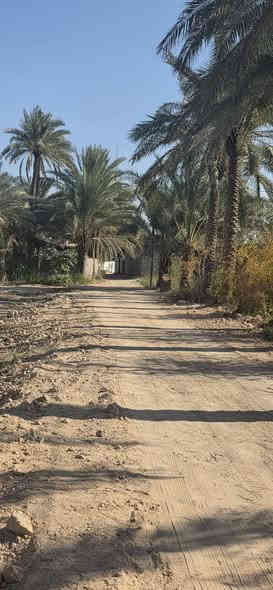 ياالله دونم للبيع العنوان طويريج الاعيوج منطقة الصدور سند 25 كافة الاسهم  الدونم مخدوم مزروع بانواع النخيل السعر جدا مناسب بيع مستعجل 70 مع المجال البسيط للاستفسار *********** ___***********
