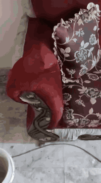 السلام عليكم عندي قنفات ٣ اكبار وحده وسط وثنين زغار وياهن طلات عدد ٥ وحده كبيره و٤ زغار وزوليه جديده للبيع الزوليه مامصوريهن بس القنفات رقم ***********السعر مناسب
