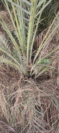 نخل زاهدي • اقل 20 • ديوانية الشامية