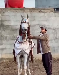 يابه سلام عليكم وين الي عنده مزرعه والشيوخ والي يريد يتونس هاي فرس درج...