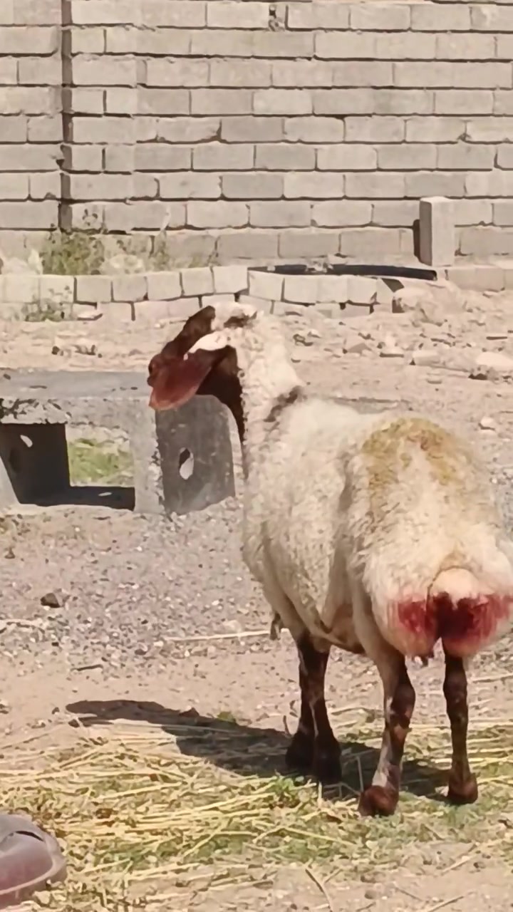 سلام عليكم اخوان نعجه للبيع شرط النصاحه
نصاحه 3ايام نعجه حانيه سن وشطر الاستفسار
 .
  ***********.  //   ***********
