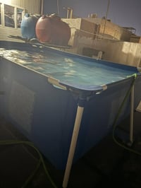 ٢/٣ • صغار • زرق