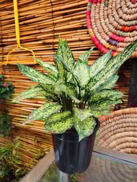 گلونيما • نبات داخلي • الكوت