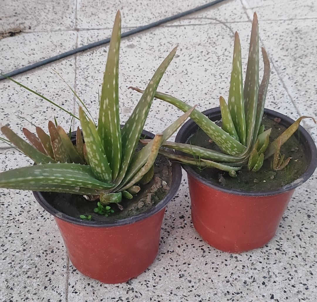 الصباريات ٢٠٠٠ دينار عدا صبار اجاف ٣٠٠٠
الصالون و السبراكس ٤٠٠٠
رجل البطة ٢٠٠٠ دينار
توصيل فقط لاغلب احياء الموصل
للطلب يرجى مراسلة الصفحة


**إذا كنت صاحب هذا الإعلان وتريد حذفه لأي سبب، رجاءا أرسل رسالة إلى الدعم الفني**