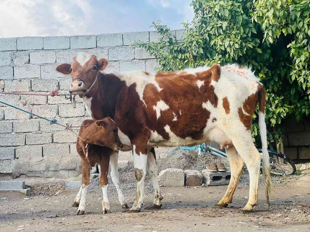 السلام عليكم ورحمه الله وبركاته بقره والده بيه فره بل حليب الحليب خير من الله السعر مليون 950 وبيه مجال الاستفسار ع هاذه الرقم *********** الموقع ناحيةالزاب ملاحظه يرهم مراوس بحلال
