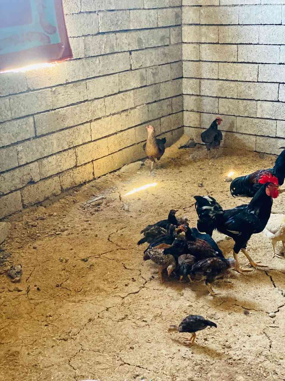 السلام عليكم متاح دجاج عرب كله بياض وكارك ورا فروخ صادرات المكان الشرگاط الشراي يتصل ويدلل ***********
