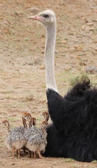 زيت نعام أفريقي • إنتاج عراقي