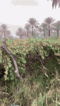 شتلات عنب للبيع   الصنف حلواني العمر 3 سنوات   سبب البيع .صاحب البستان...