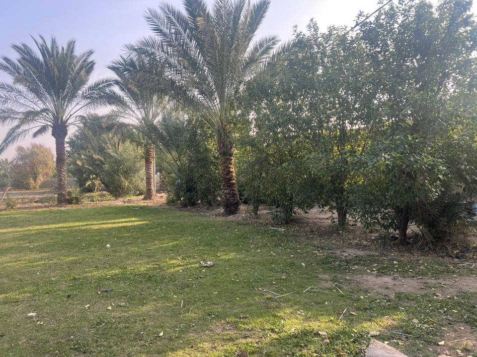 السلام عليكم شاطيه 40 دونم كافت خدمات مع بيت صب مسلح ومشتمل مضخات ماء مزروعه حنطه حالين هواي تفصيل بيه واسط قضاء النعمانيه على نهر دجله مباشر صدر وذنايب شط كافت الخدمات سعر الدونم 17 قابل التفاوض شراي يتصل يدلل ***********
