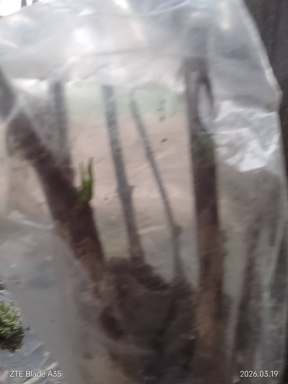 السلام عليكم.. بما أنا موسم التطعيم شجرة السدر اي شخص يحب يطعم انا موجود داخل الرفاعي تواصل معنا ***********وتساب@
